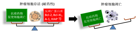 图 1：肿瘤细胞通过反凋零蛋白产生耐药性，对反凋零蛋白的抑制将改变平衡，消除肿瘤耐药性。