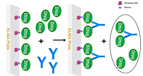 图3 游离药物与间接固相化药物竞争的Assay模式