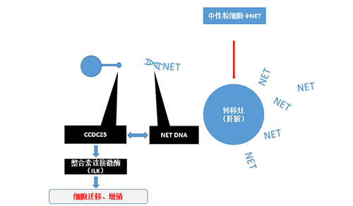 除了单纯的捕获，NET DNA与CCDC-25的结合还增强了癌细胞的侵袭行为，促进了癌症的肝转移。