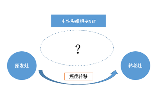 NET可能会通过某些方式“捕获”或“唤醒”癌细胞，从而造成癌细胞的迁移。