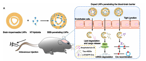 将神经递质与LNP掺杂，获得拥有穿透BBB能力的载体。