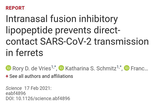 Science速递|鼻喷雾剂可阻止新冠肺炎传播，在雪貂实验中已初获成效