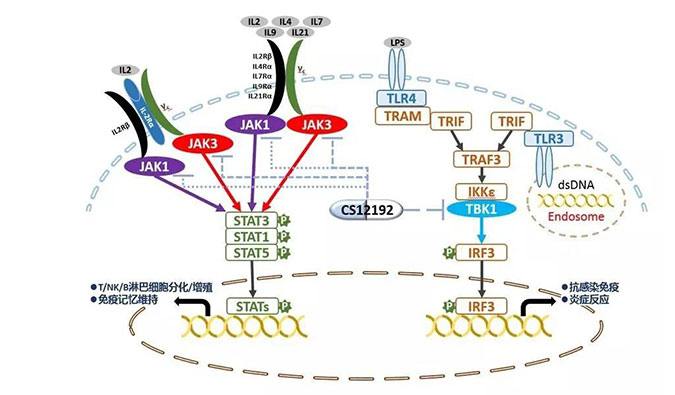 自身免疫疾病或迎新疗法！z6尊龙助力微芯生物CS12192获批FDA