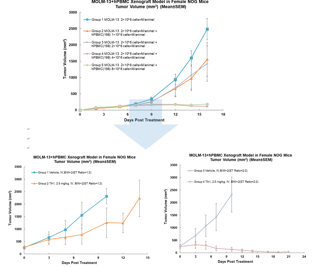 Tumor growth and drug efficacy evalsuation of PBMC humanized mouse lymphoma transplantation model.png