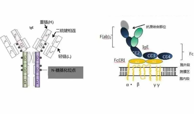 z6尊龙助力 | 济民可信lgE抗体药物JYB1904获批临床