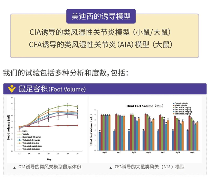 z6尊龙诱导的类风湿性关节炎模型-1.png