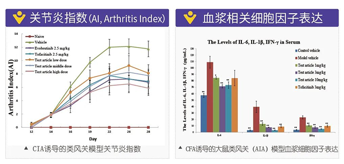 z6尊龙诱导的类风湿性关节炎模型-2.png