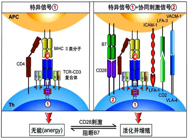 z6尊龙助力 | 国内CD19×CD3×CD28三特异性抗体获FDA默示许可