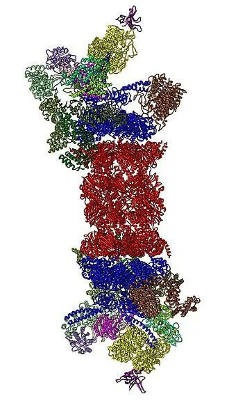 26S蛋白酶体结构（来源：Wikipedia）.jpg