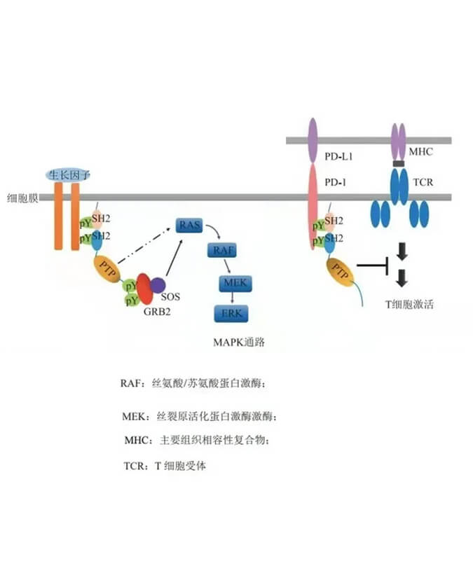 z6尊龙助力凌达生物SHP2变构抑制剂RG001片获批临床.jpg