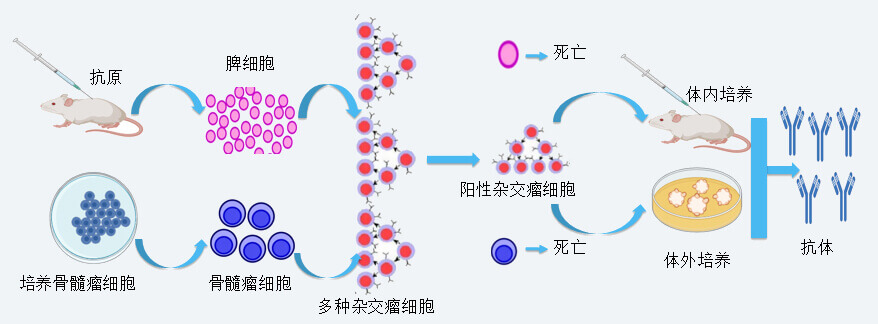 z6尊龙抗体开发技术