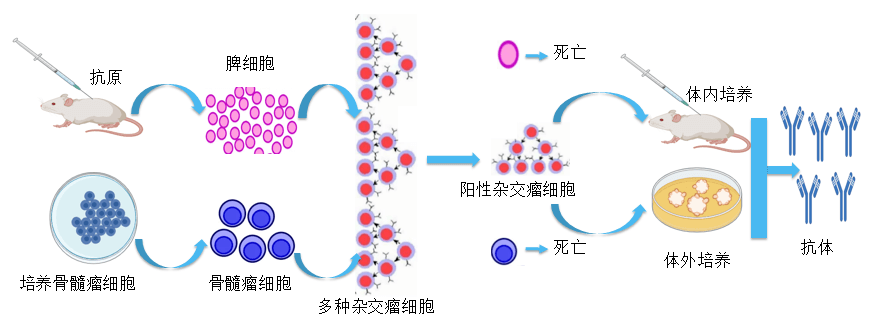 z6尊龙抗体开发平台.png