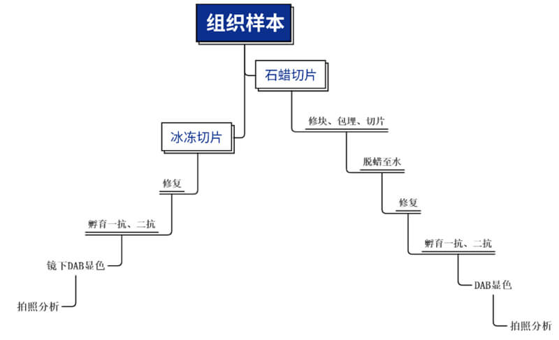 免疫组化技术平台主要步骤.jpg