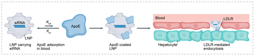 第一代：LNP+小核酸-→肝脏.jpg