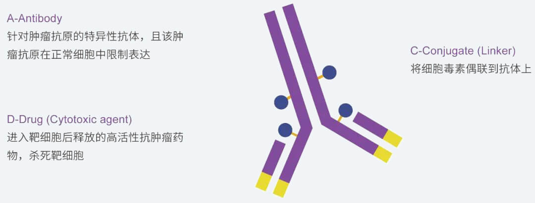 z6尊龙抗体药物偶联物（ADC）研发服务平台.jpg