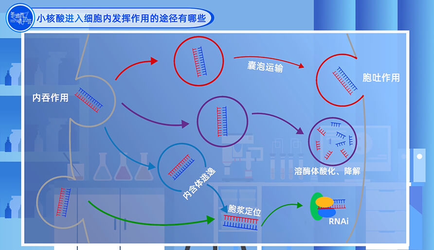 小核酸进入细胞内发挥作用的途径有哪些？