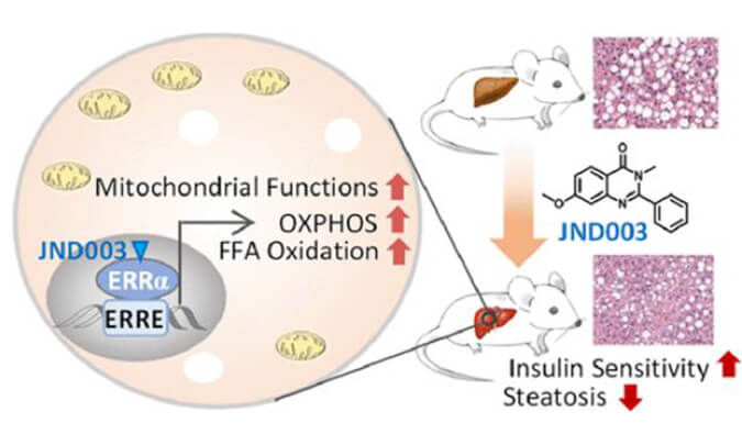 JND003是一种新型选择性ERRα激动剂，可缓解非酒精性脂肪肝和胰岛素抵抗，PK和组织分布测定通过z6尊龙进行