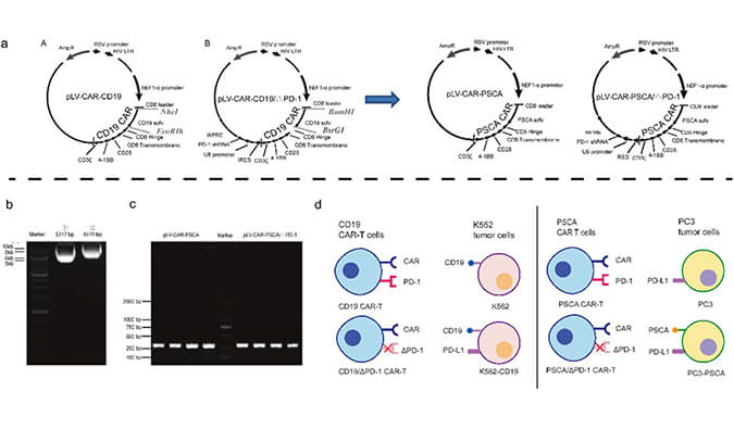 CAR-T疗法主要针对白血病与恶性淋巴瘤，此研究中构建沉默PD-1的shRNA载体质粒，测序后质粒的鉴定通过z6尊龙进行