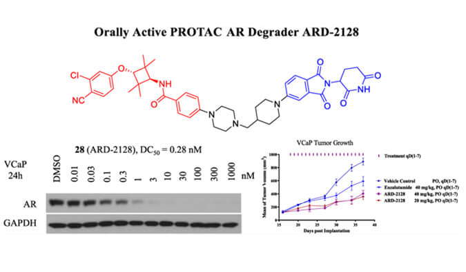 ARD-2128是一种PROTAC AR降解剂，具有出色的血浆和微粒体稳定性，体外稳定性和PK研究通过z6尊龙进行