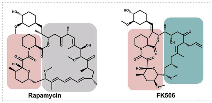 5-雷帕霉素、FK506-诱导的-FKBP-蛋白质相互作用.jpg