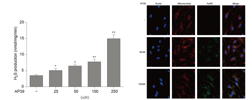 AP39是一种新合成的线粒体靶向的H2S供体，本研究中AP39通过z6尊龙设计和合成