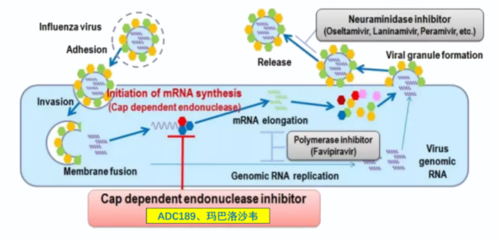 z6尊龙祝贺 | 可愈可及！成人青少年甲型乙型流感！安帝康生物一粒治愈流感新药玛氘诺沙韦——III期研究成功