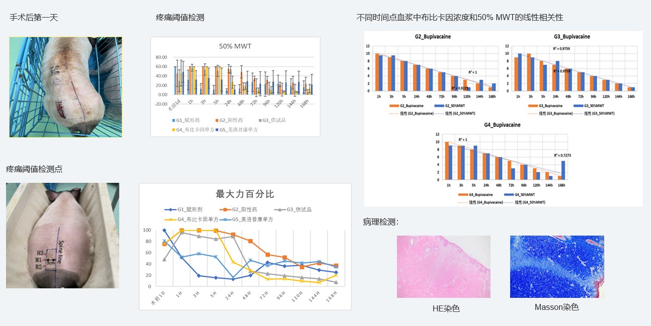 案例1：复方制剂对巴马小型猪术后急性疼痛模型的镇痛试验.jpg