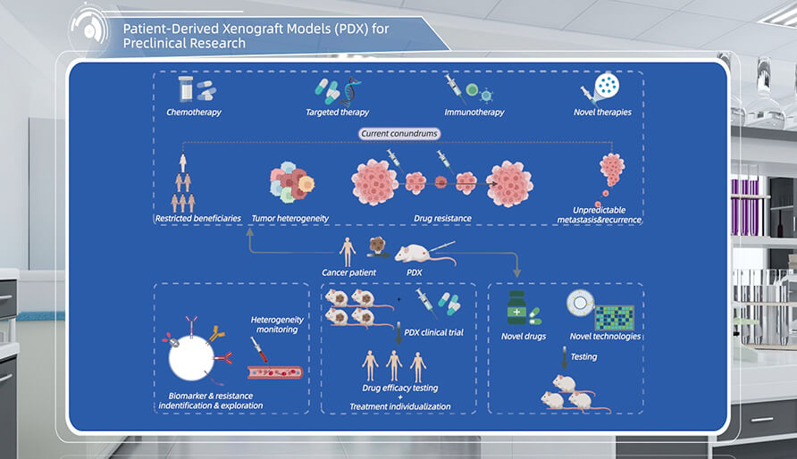 什么是临床前研究的PDX（人源肿瘤异种移植）模型？